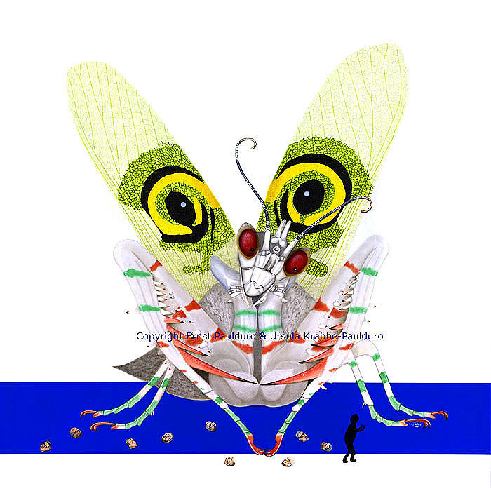Gottesanbeterin Mantis Pseudocreobotra wahlbergii Gemlde von Ernst Paulduro und Ursula Krabbe-Paulduro 