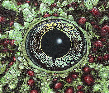 Mossy frog Theloderma corticale painting by Ernst Paulduro and Ursula Krabbe-Paulduro