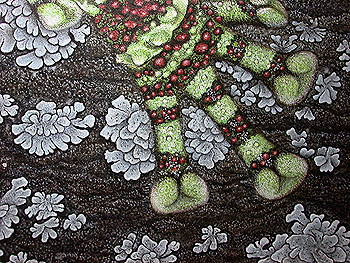 Mossy frog Theloderma corticale painting by Ernst Paulduro and Ursula Krabbe-Paulduro
