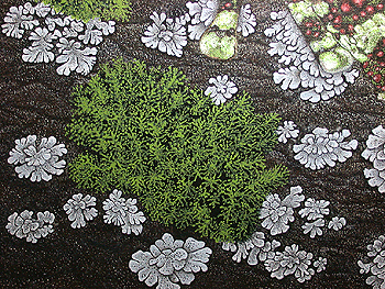 Mossy frog Theloderma corticale painting by Ernst Paulduro and Ursula Krabbe-Paulduro