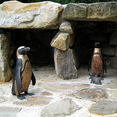 Brillen-Pinguin-Familie mit "Sandy" in Bronze im Allwetterzoo M�nster