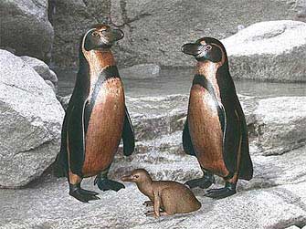 Humboldt-Pinguin-Familie in Bronze