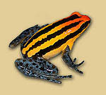 Poison arrow frog dendrobates in bronze by Ernst Paulduro and Ursula Krabbe-Paulduro