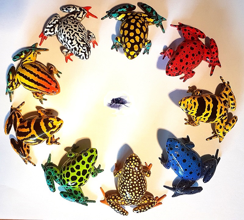 poison-arrow-frogs_dendrobates_bronze_ernst-paulduro