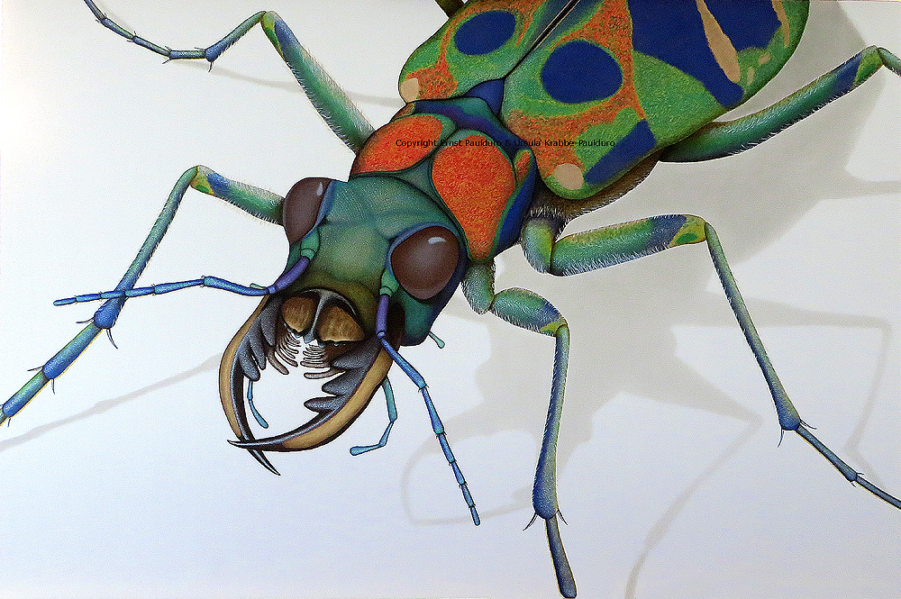 Sandlaufkäfer Cicindela Gemälde von Ernst Paulduro und Ursula Krabbe-Paulduro