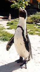 Die berhmte Pinguin-Dame "SANDY" im Allwetterzoo Mnster