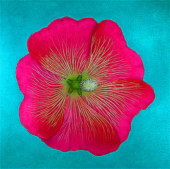 Stockrose als Gem�lde von Ernst Paulduro und Ursula Krabbe-Paulduro