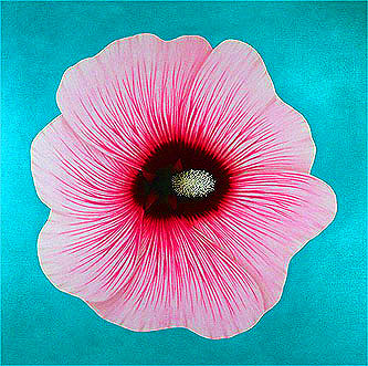 Stockrose als Gem�lde von Ernst Paulduro und Ursula Krabbe-Paulduro