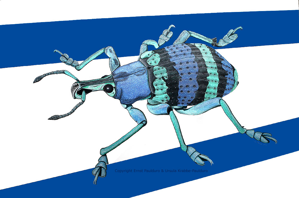 Weevil Eupholus magnificus painting by Ernst Paulduro and Ursula Krabbe-Paulduro